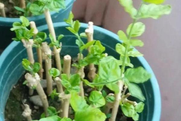 忌动土种花算动土吗(忌动土能种树吗) 忌动土种花算动土吗(忌动土能种树吗)