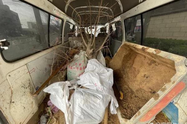 忌动土种花算动土吗(忌动土能种树吗) 忌动土种花算动土吗(忌动土能种树吗)