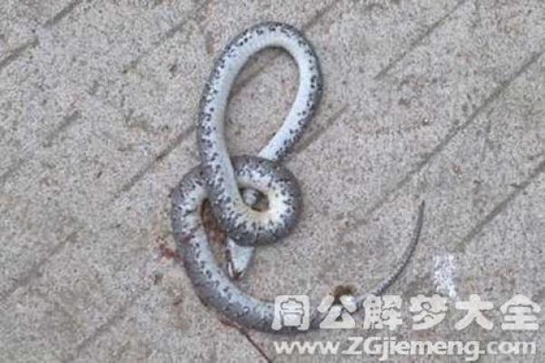 动土挖到蛇好不好 动土挖到蛇好不好