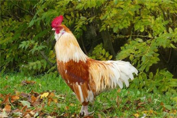 05属鸡的今年多大_05年属鸡几岁 05属鸡的今年多大_05年属鸡几岁